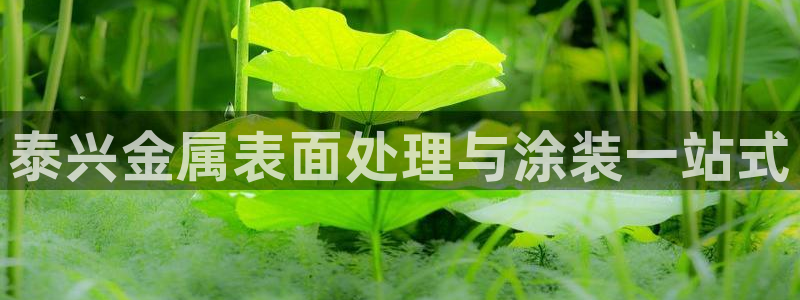 美高梅股票股价